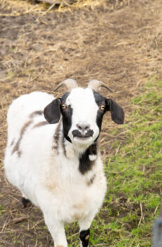 🐐 Adopteer Jente (1 week)