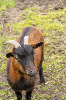 🫏 Adopteer Voempie (1 week)