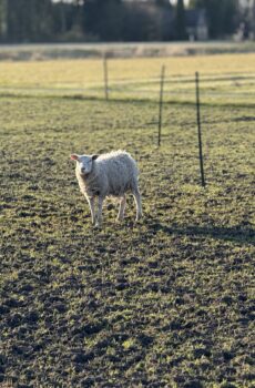 🫏 Adopteer Wollie (1 week)