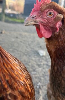 🐔 Adopteer de Kip Kanjers (1 week)