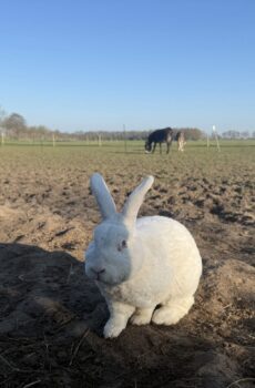 🐑 Adopteer Snowy (1 week)