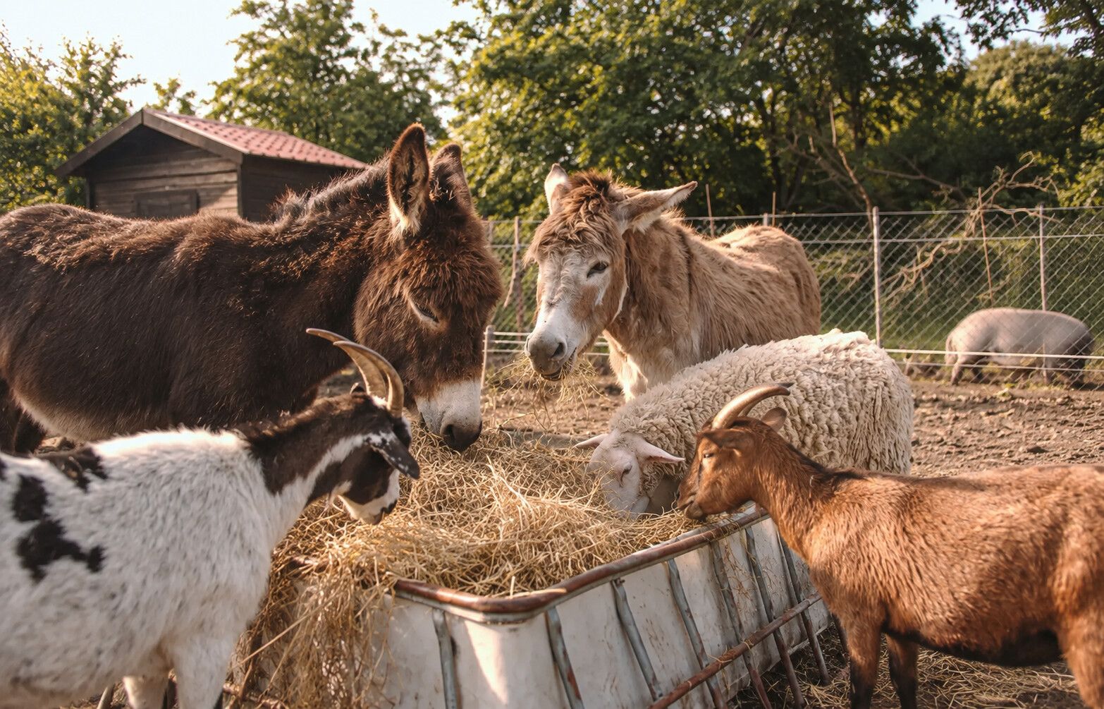 Kinderen helpen met het voeren van de dieren op het erf in Fochteloo